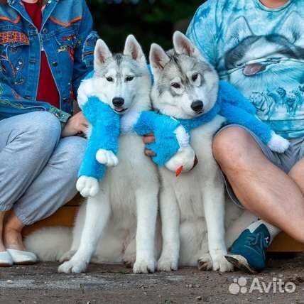 Щенки сибирский хаски