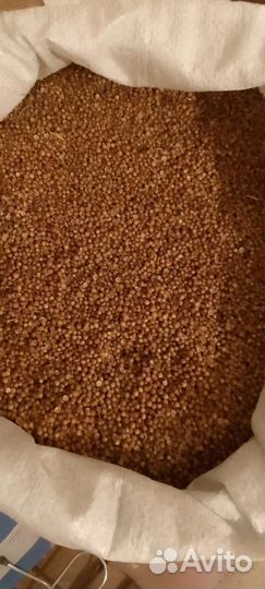 Семена кинзы