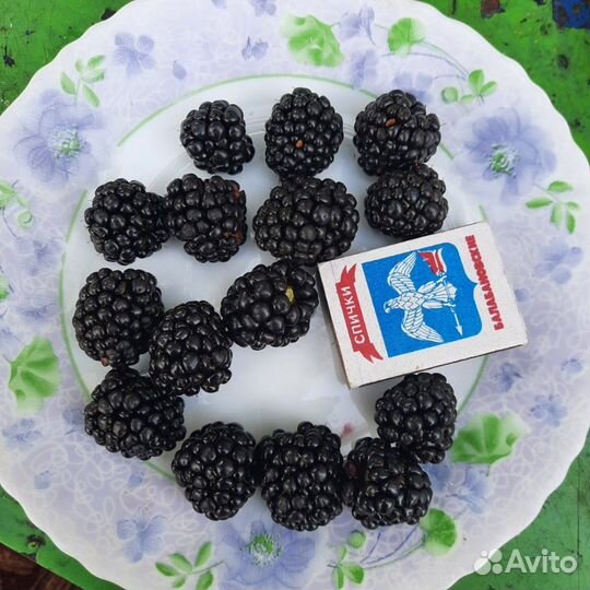 Саженцы ежевики и ежемалины