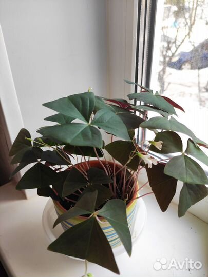 Комнатные цветы