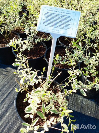 Бирючина ибота Ligustrum ibota 