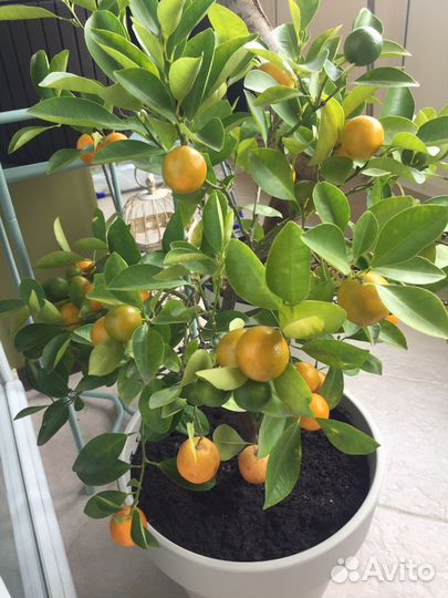 Цитрофортунелла