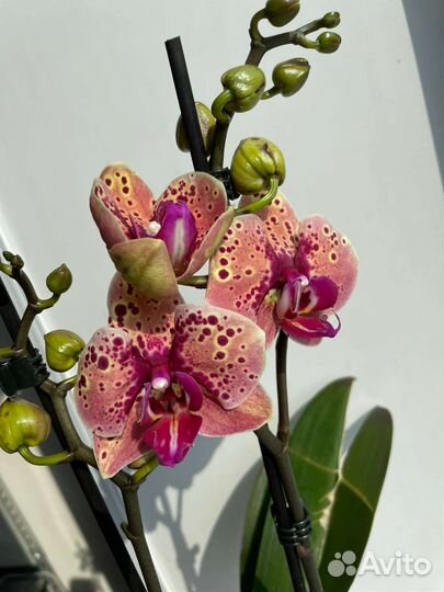 Персик орхидея