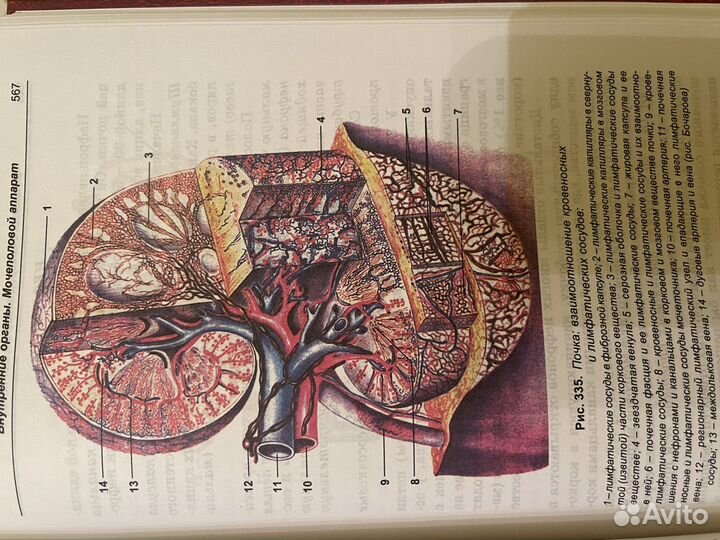 Универсальный атлас. Биология. Г.Л. Билич