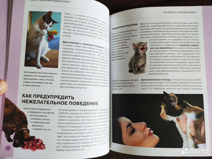 Что делать, если моя кошка