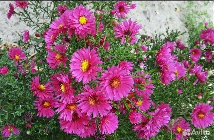 Астра новоанглийская- зарезервирована