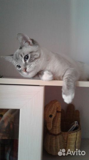 Потерялся кот