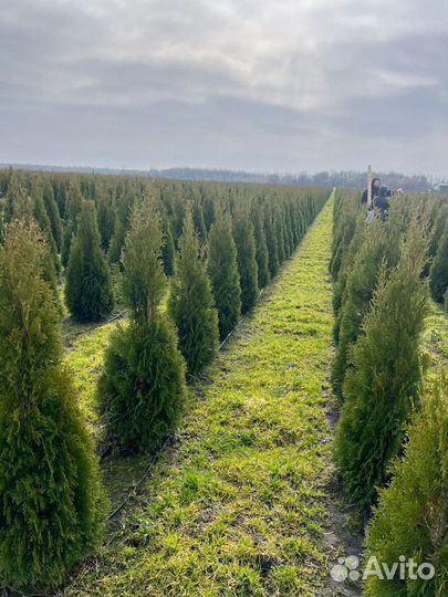 Туя Смарагд для живой изгороди