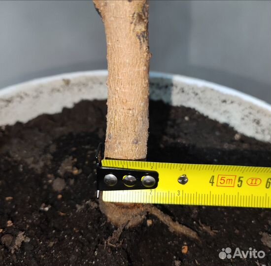 Фикус бенджамина пестролистный