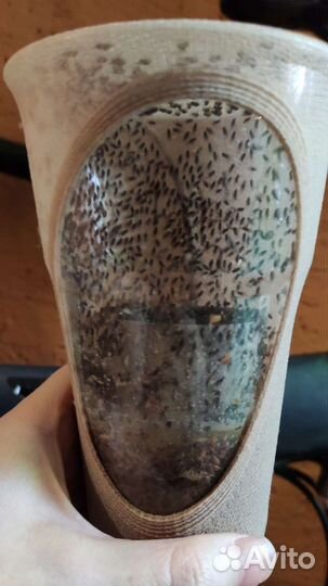 Мухи дрозофила Хидея и Меланогастер