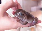 Австралийская лягушка с террариумом