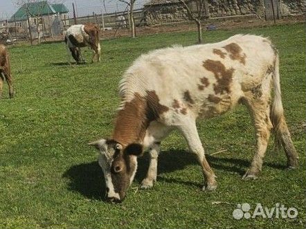 Коровы второй отёл