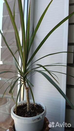 Драцена и сингониум