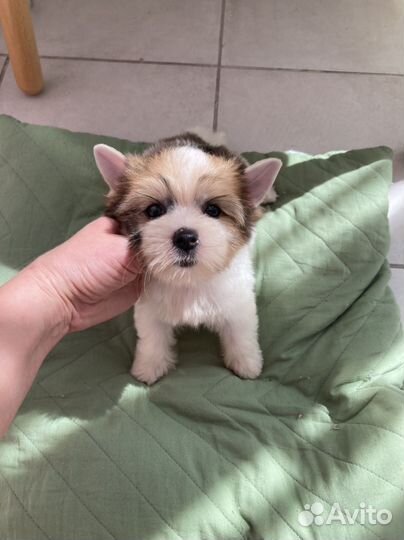 Бело золотая кукольная девочка