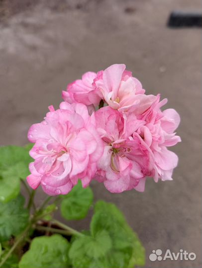 Пеларгония сортовая