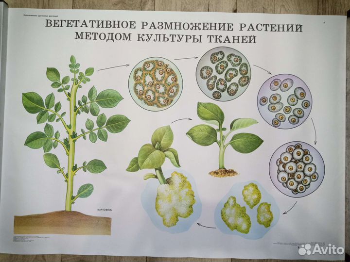 Плакаты по биологии/ботанике СССР