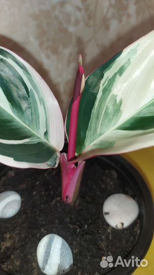 Строманта триколор