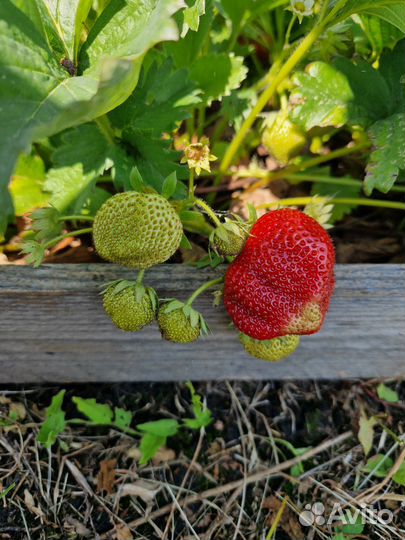 Клубника окс