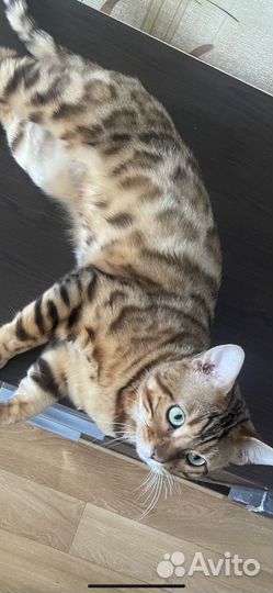 Бенгальский котёнок