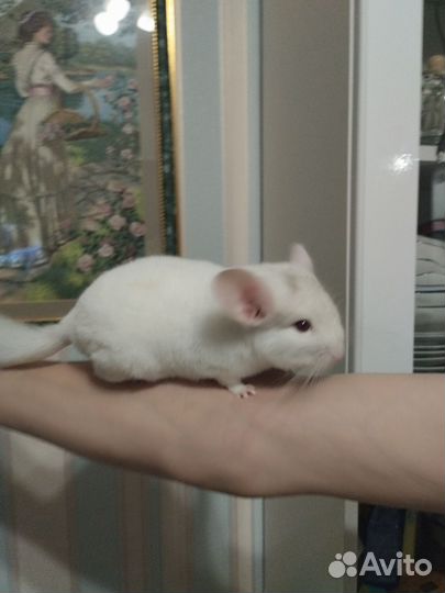 Шиншилла