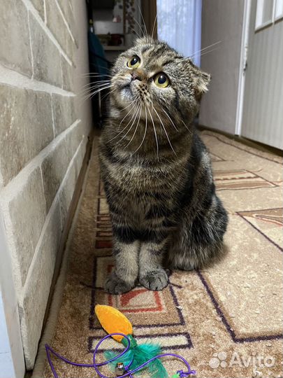 Шотландская вислоухая девочка вязка