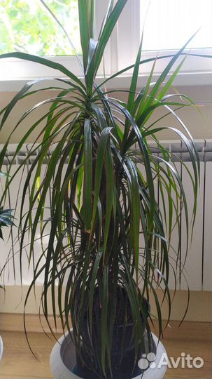 Комнатные цветы Фикус и драцена