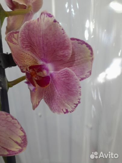 Орхидея фаленопсис