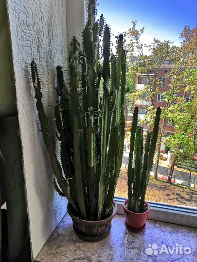 Кактус большой взрослый (молочай)