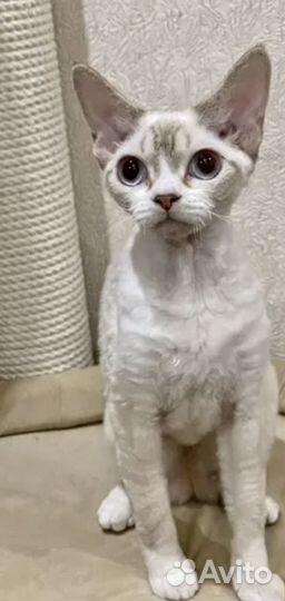 Девон-Рекс кошка