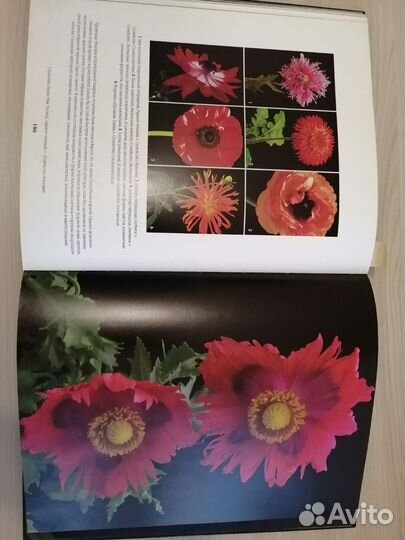 Мишель Виар 