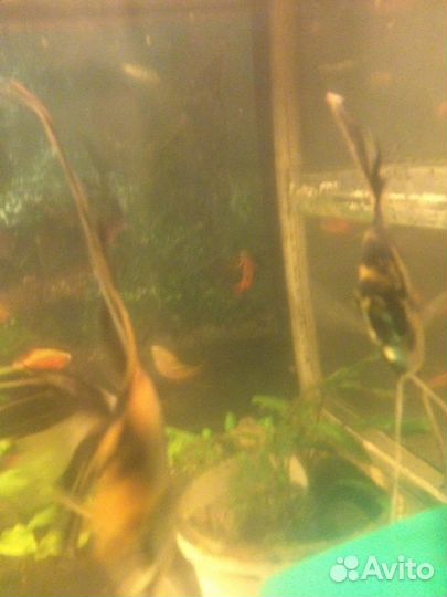Аквариумные рыбки