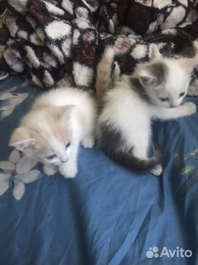 Котенок в дар бесплатно