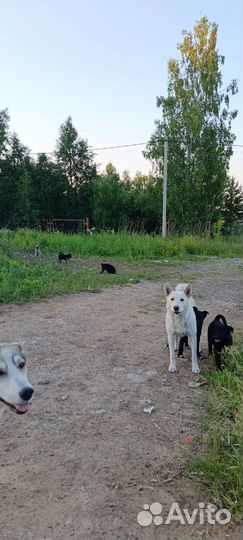 Щенки лайки в дар