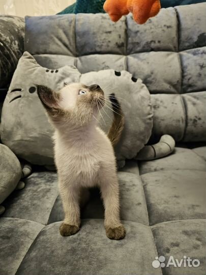 Сиамский котенок 2 месяца