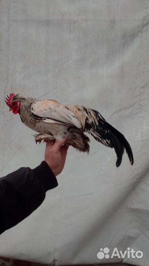 Куры молодки карликовые бентамки