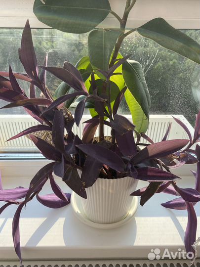 Традесканция