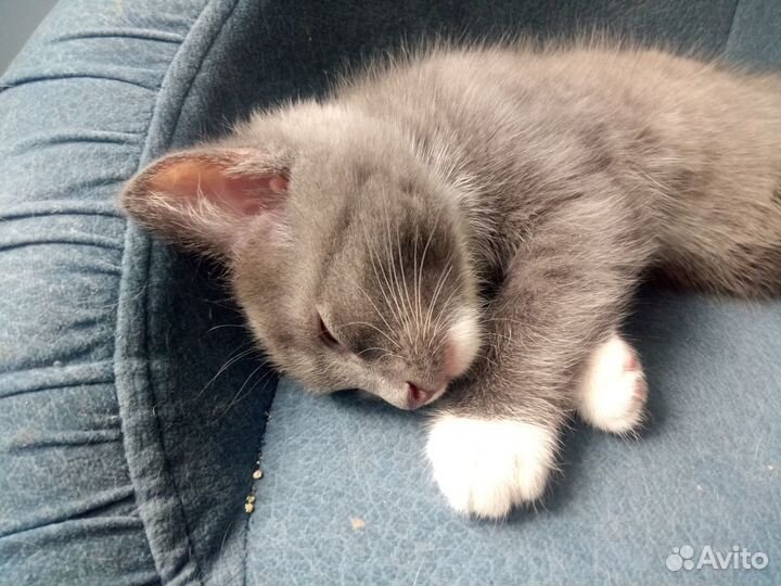 Котенок мальчик даром в добрые руки