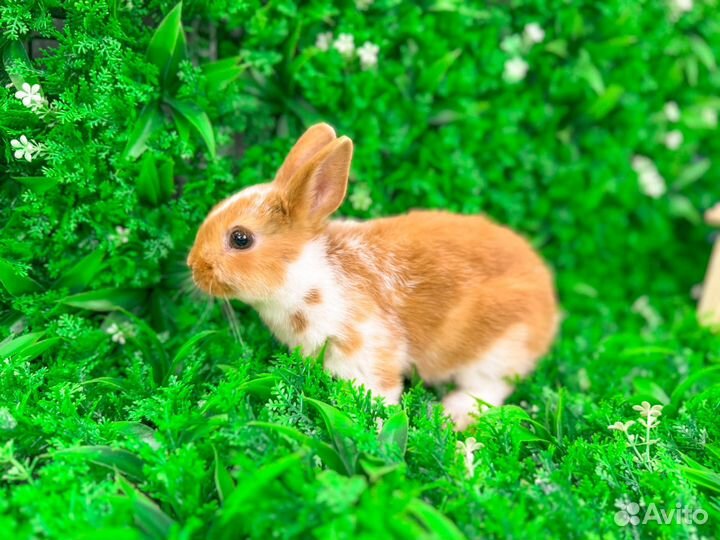 Мини карликовый кролик