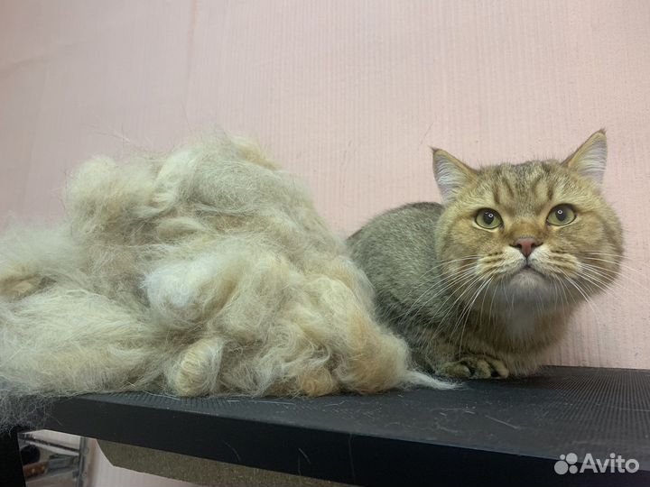 Грумер стрижка кошек