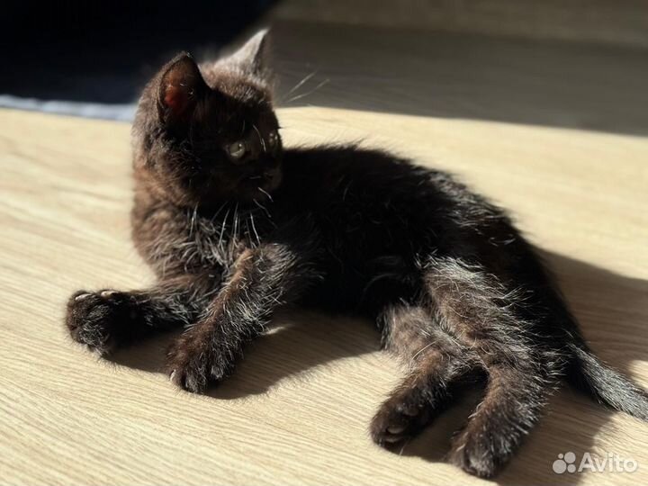 Отдам котят