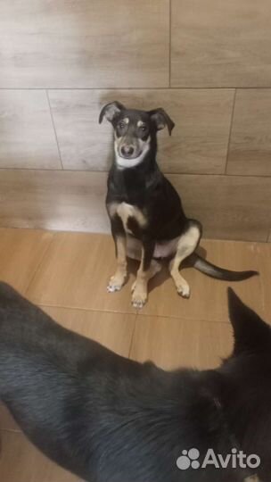 Щенок 4 мес полностью привит