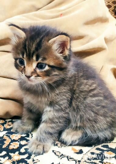 Отдам котят в добрые руки
