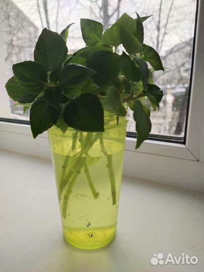 Комнатные цветы растения бальзамин Ванька мокрый