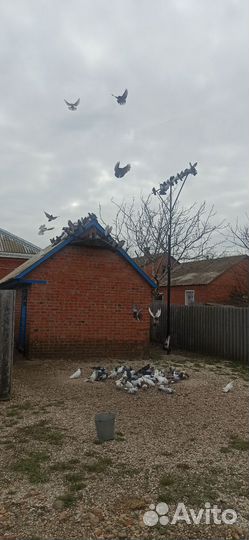 Николаевские голуби
