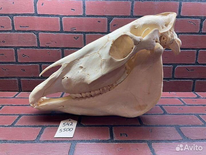 Череп лошади, череп коня