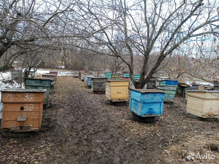 Пчёлы