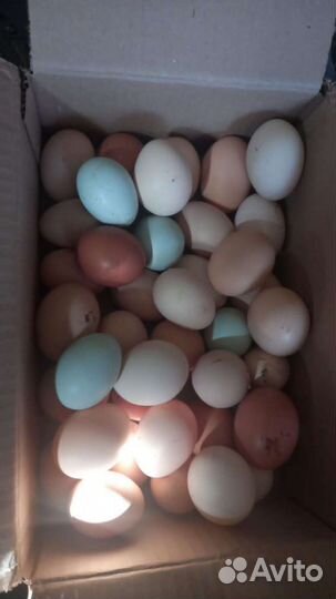 Яйца на инкубацию. Аюта