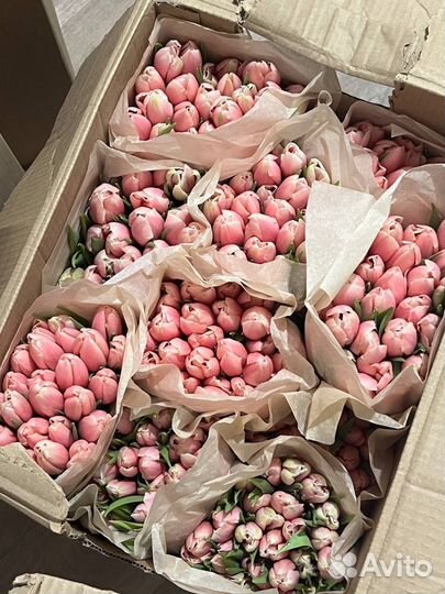 Тюльпаны к 8 марта оптом