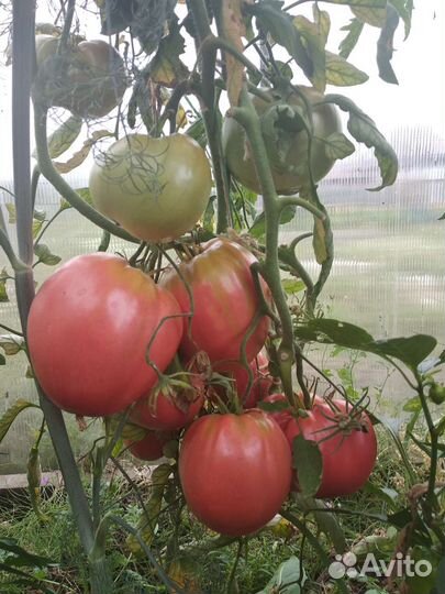 Помидоры домашние