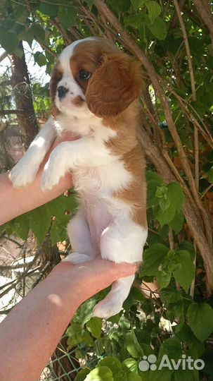 Кавалер кинг чарльз спаниель девочка и мальчик